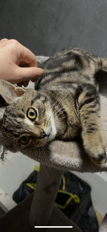 Female Tabby style cat