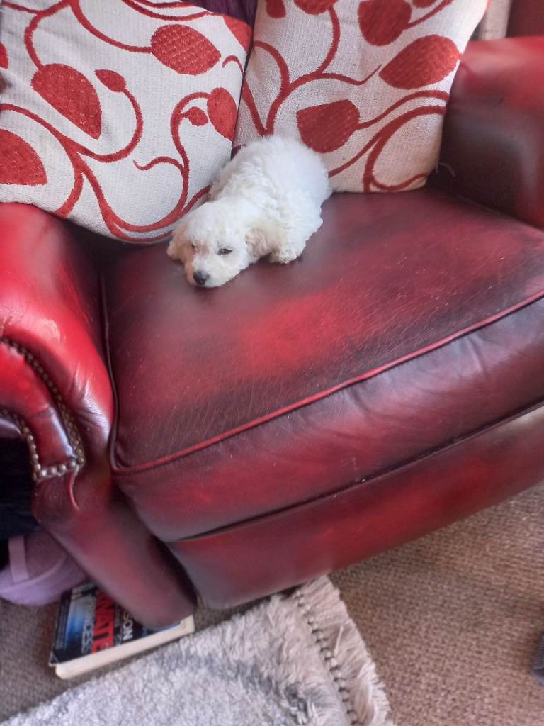 Poochon puppy.