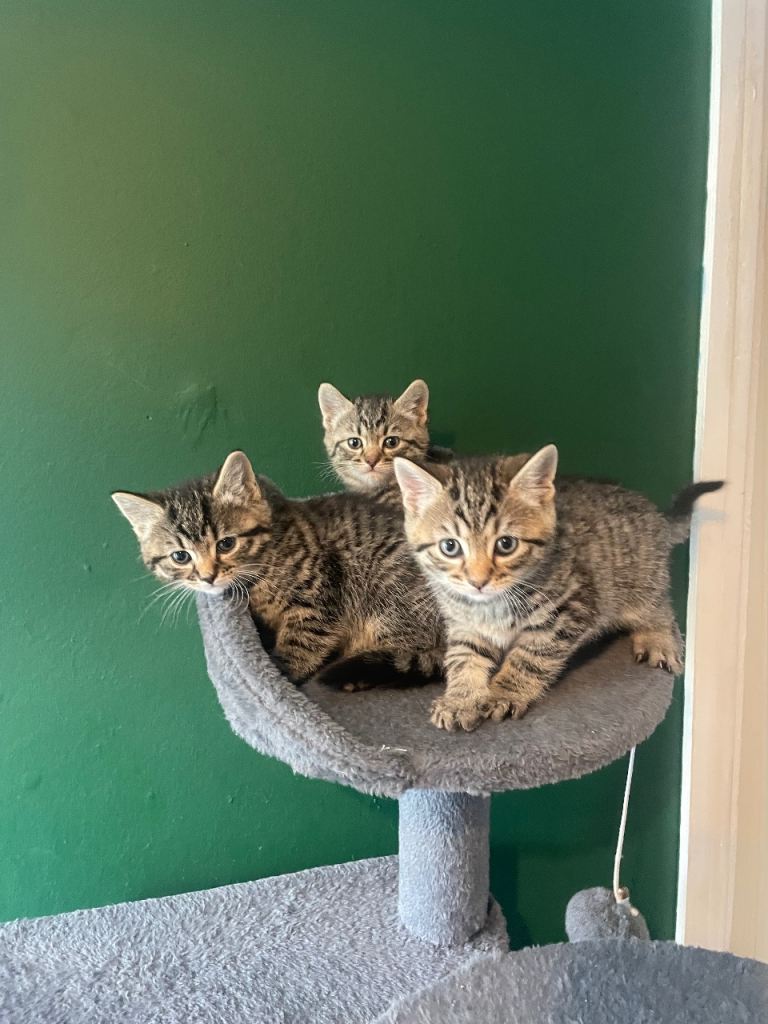 3 Beautiful tabby kittens 