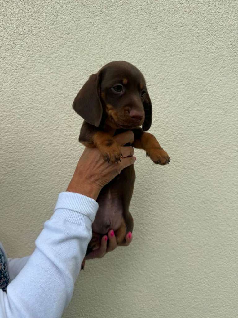 Beautiful  Miniature Dachshund Puppies 