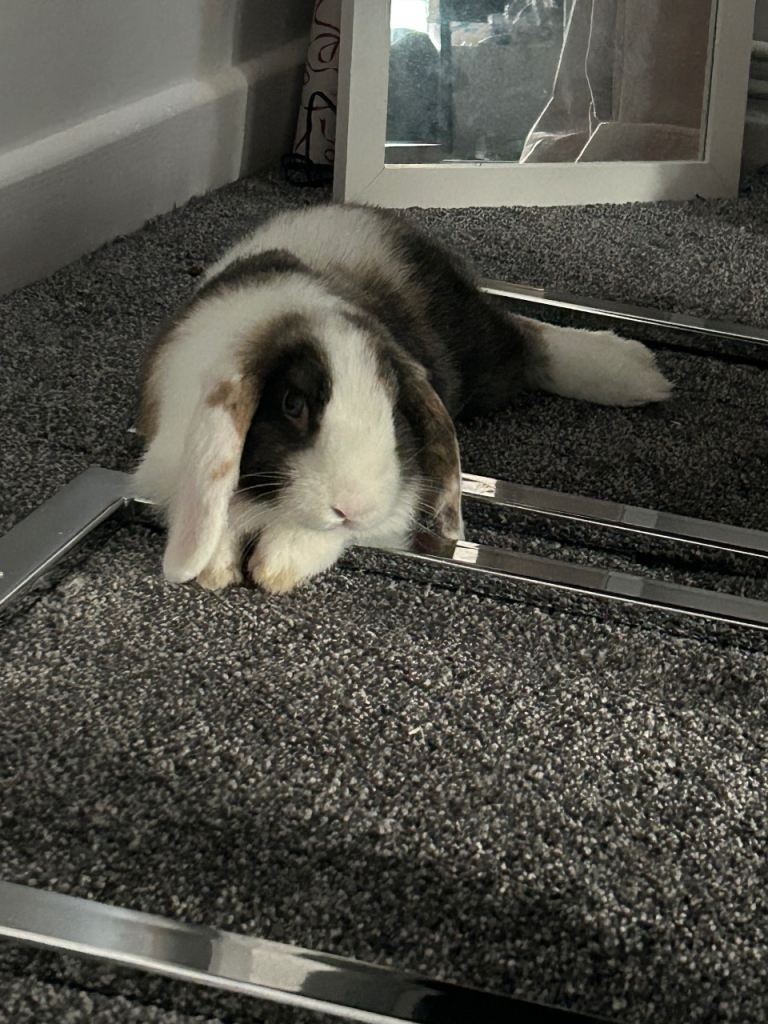 8 week old mini lop male rabbit