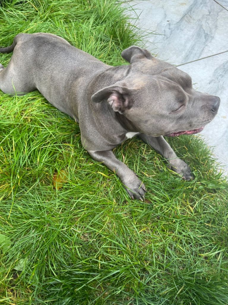 American bully poket