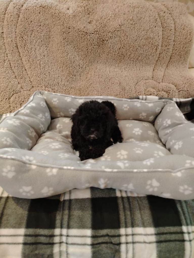 shih tzu x poodle puppy