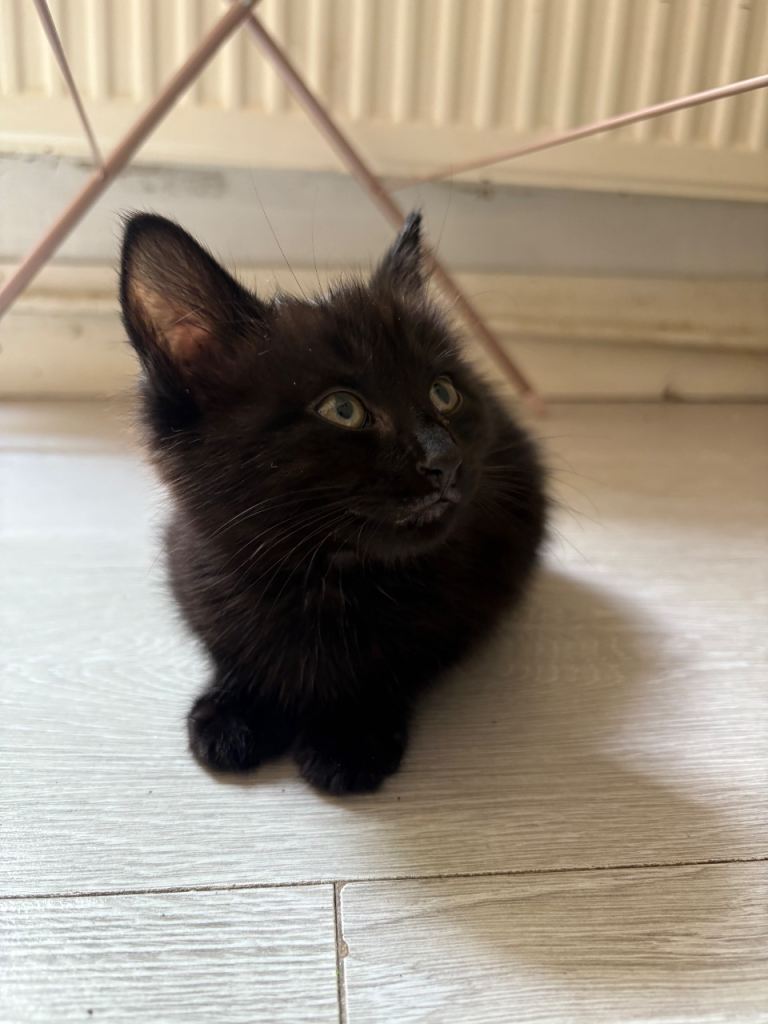 Beautiful 9 week old kitten 