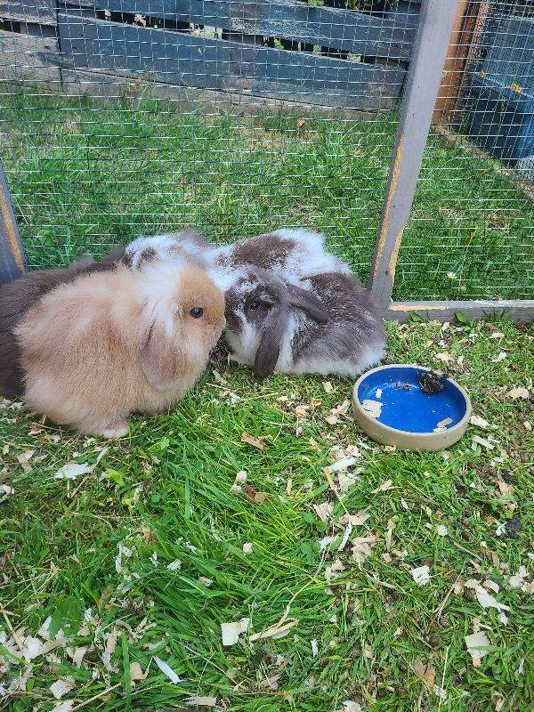 Baby lop rabbits ready now 