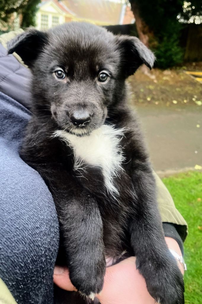 hepherd Malamute Puppies for Sale