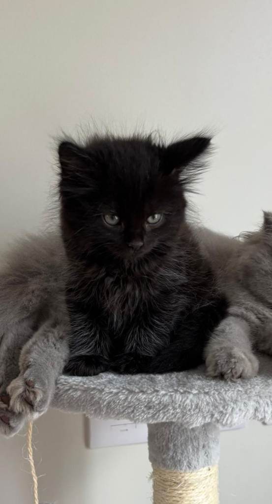 Kittens 