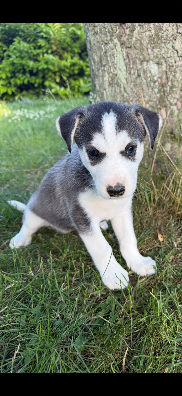 Husky x