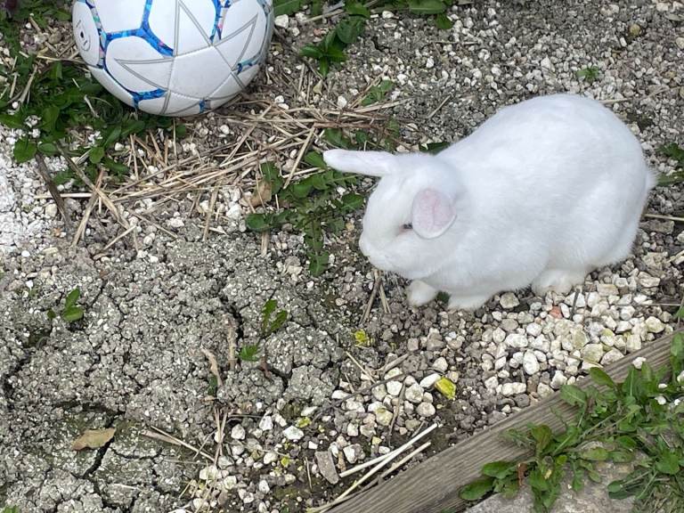 2 x Mini lop for sale