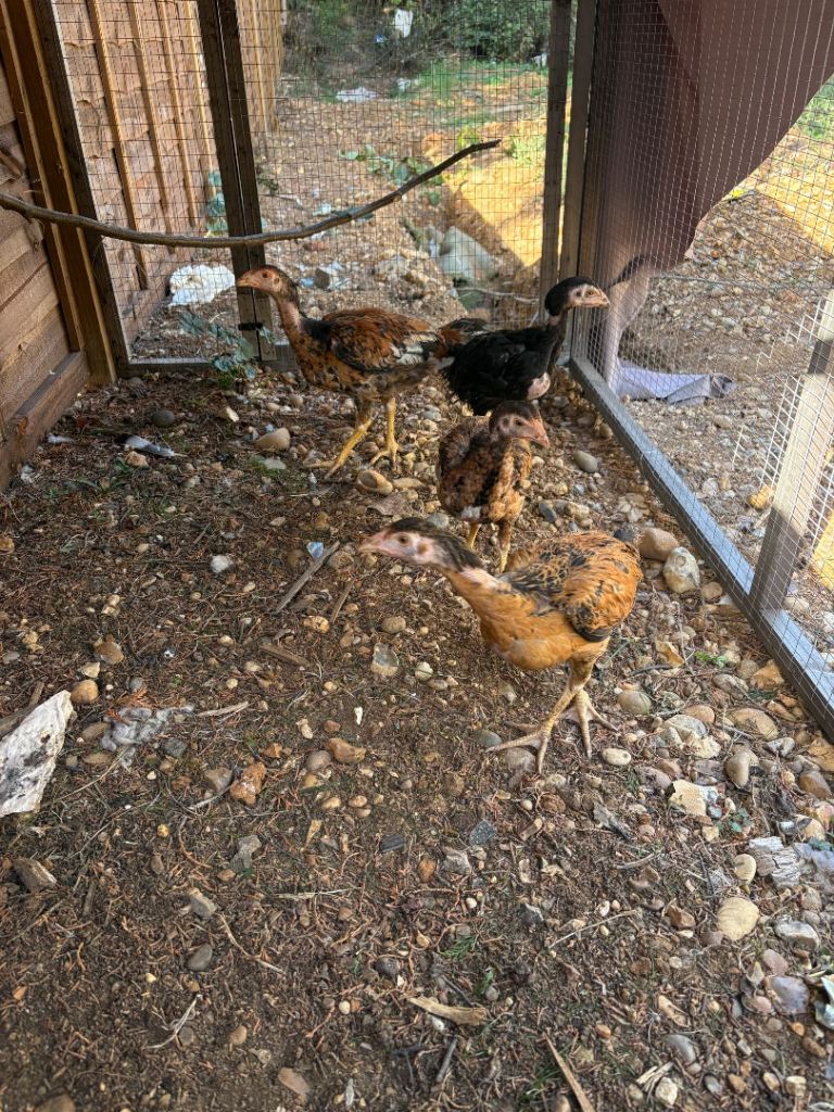 Birds