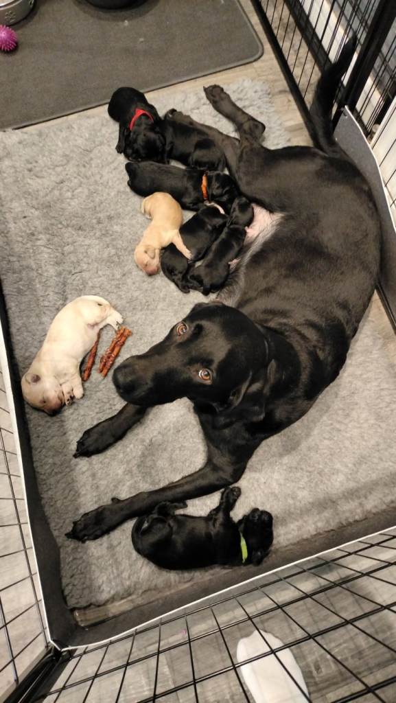 F1 Standard Labradoodle Puppies 