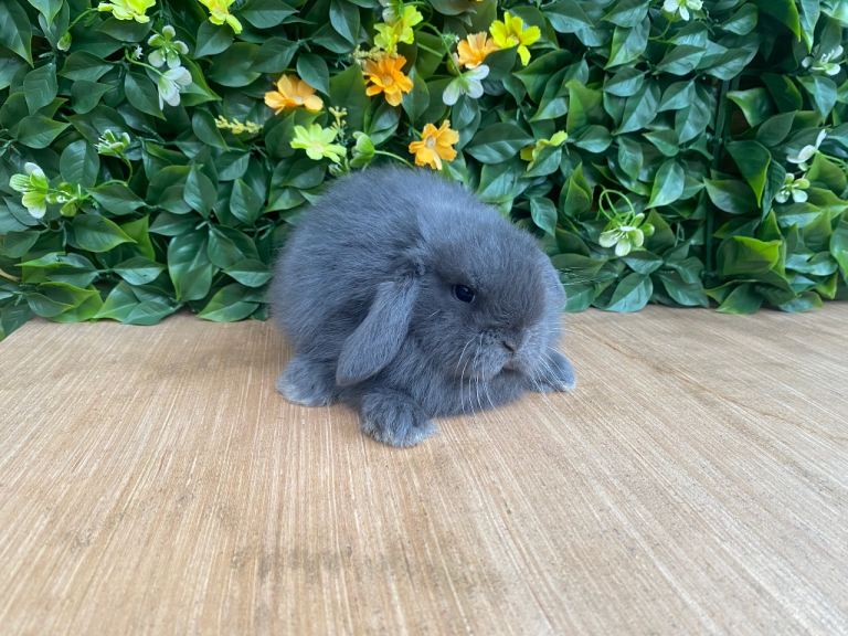 Mini lops ( Est since 2014 ) 