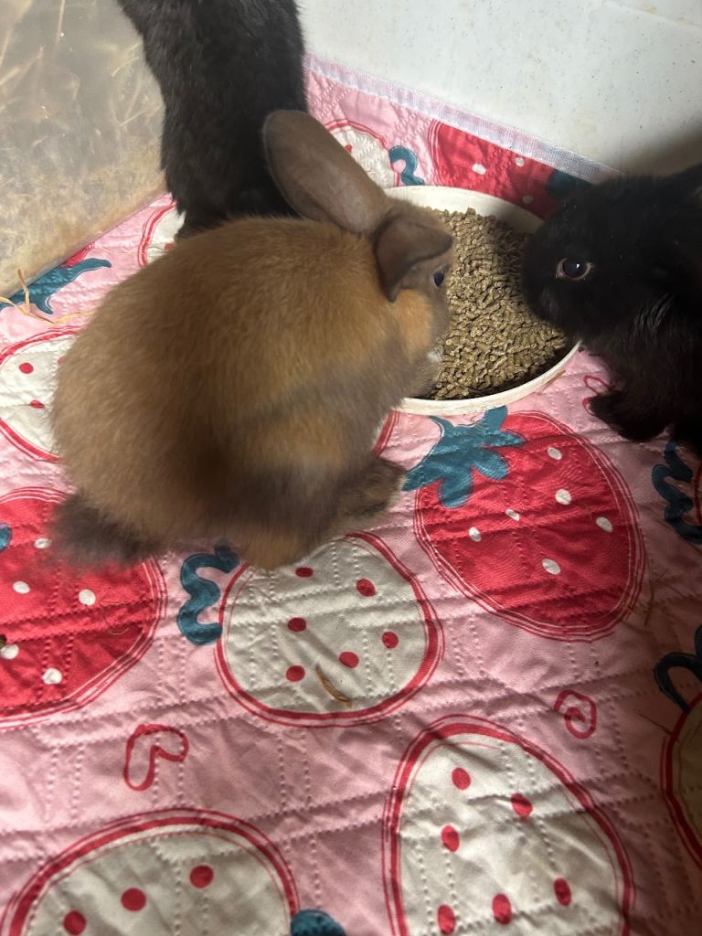 Rabbits