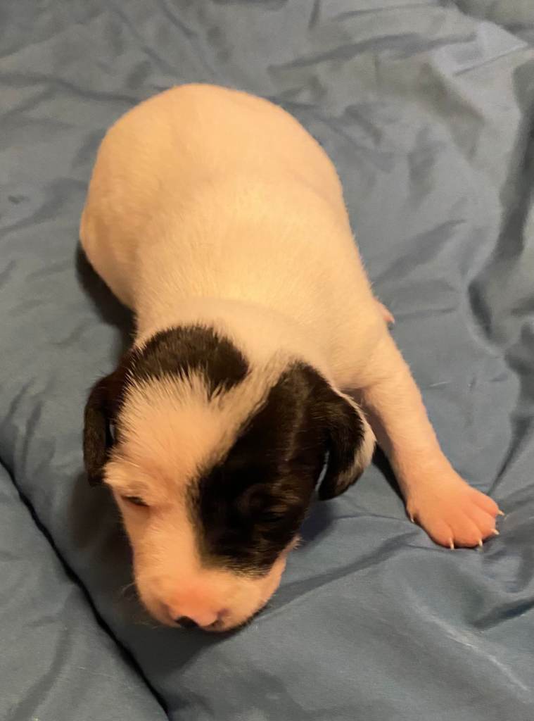 springer spaniel x paterdale puppies