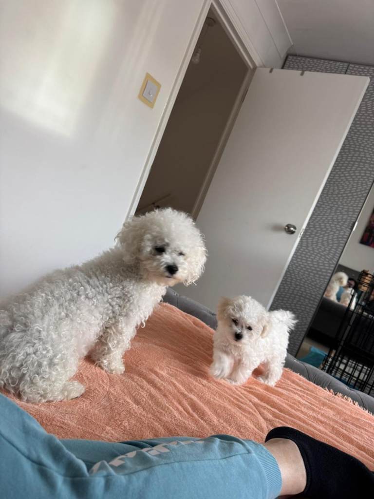 Stunning quality bichon-frise puppies(just 1 available),pink ,orange and blue rehomed