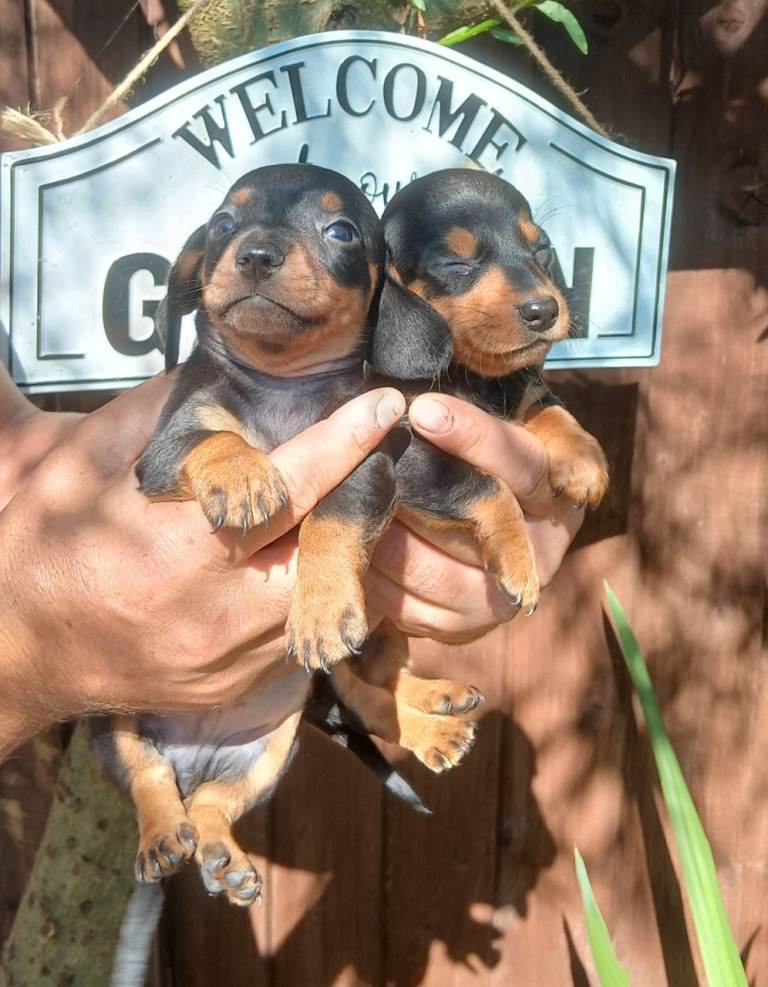 *MINIATURE ORIGINAL DACHSHUNDS*