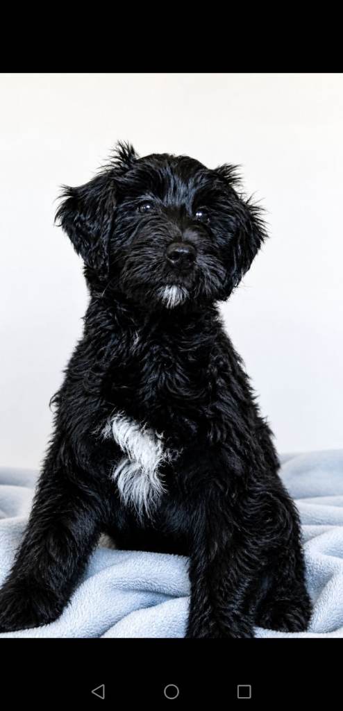LAST STUNNING GIRL  DOUBLE DOODLE PUPPY 