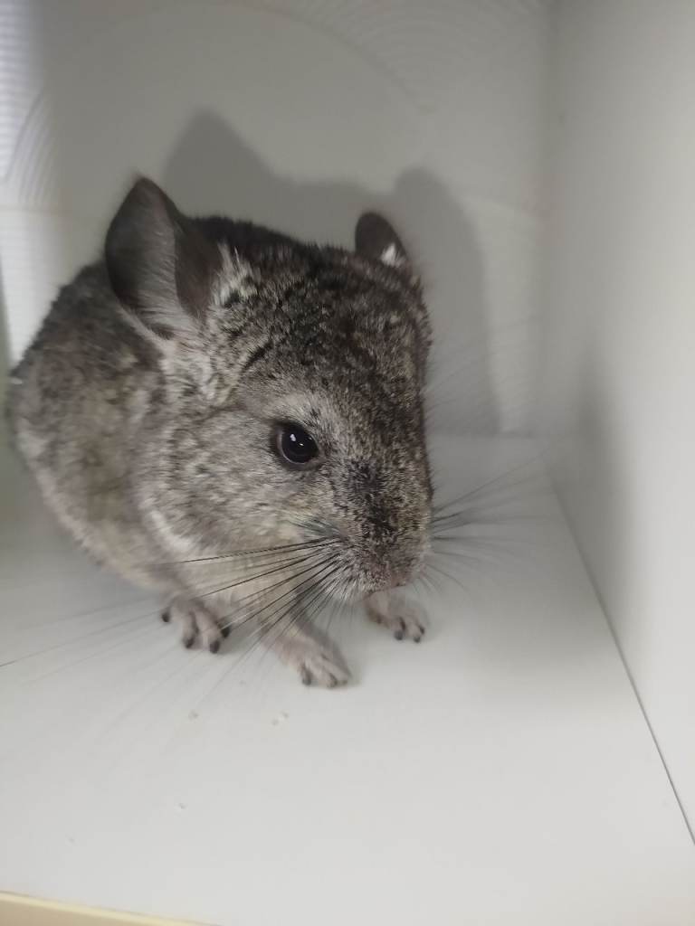 Friendly chinchilla for sale