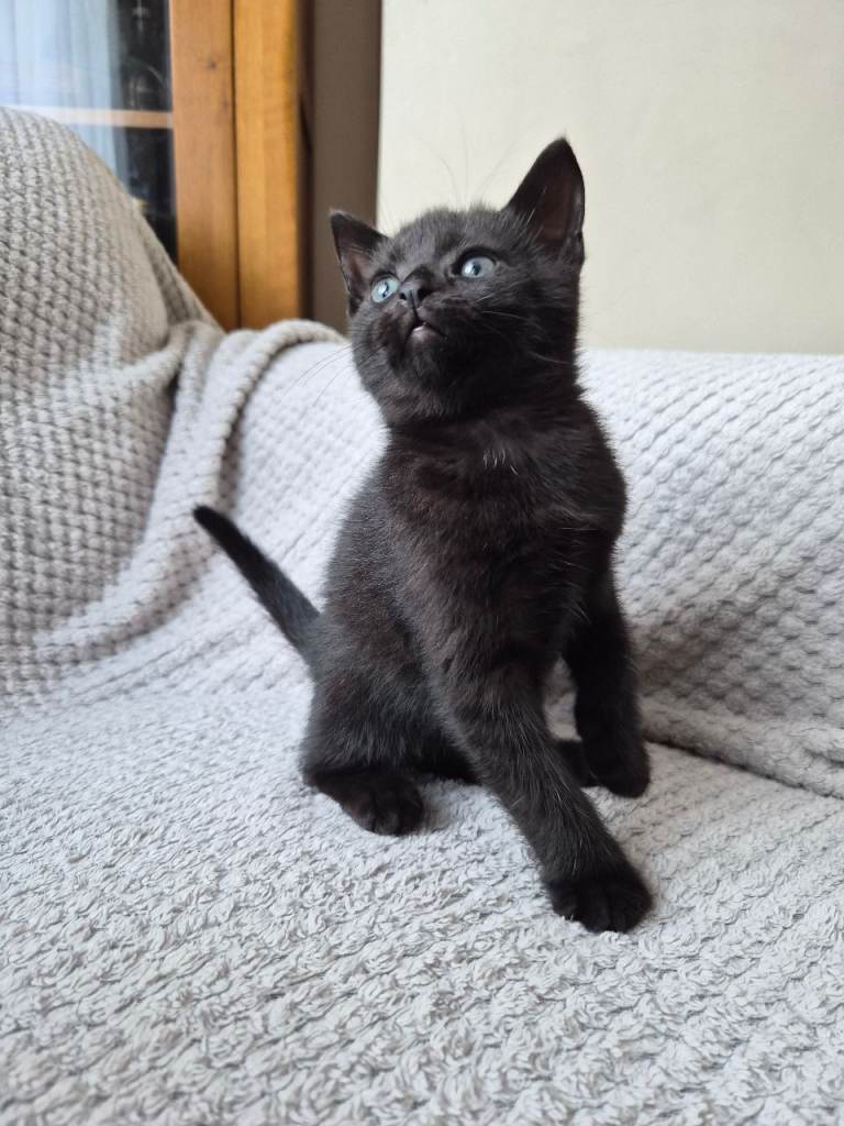 Male Kitten for sale 