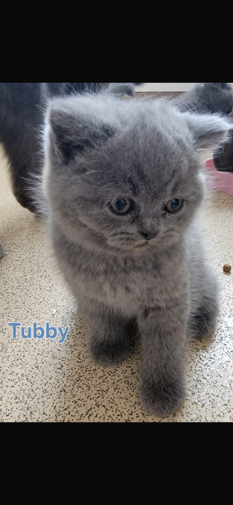 British shorthair kittens