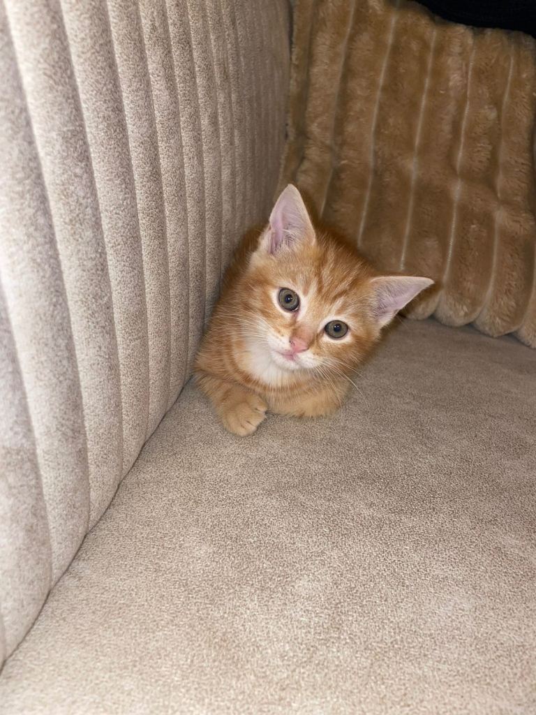 Ginger kitten 