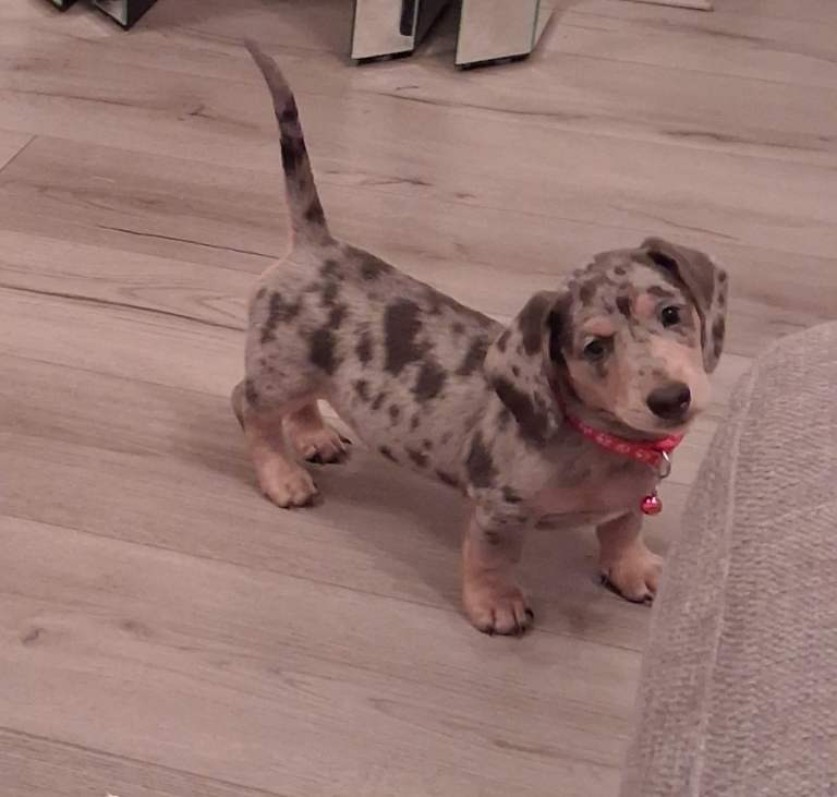 Smooth haired minature dachund puppies