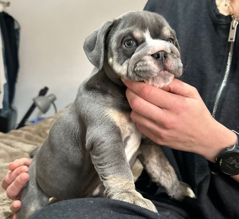 English Bulldog Puppies – Blue Tri Female & Lilac Boys – Ready Next Week – Manchester 