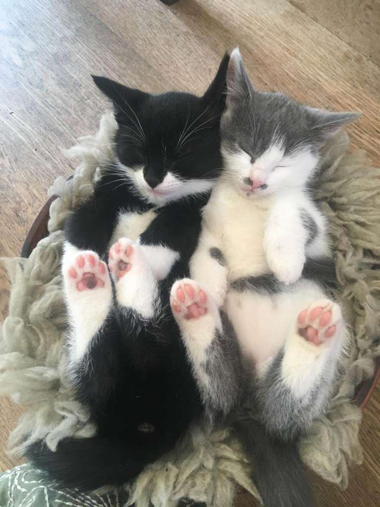 Grey & white kittens £250 / Black & white kittens £125
