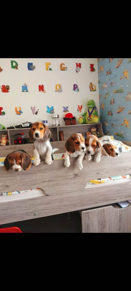 Beagle puppies. 
