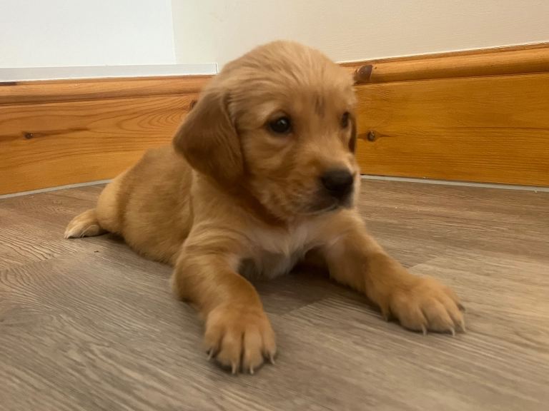 KC Fox Red Golden Retriever Puppies