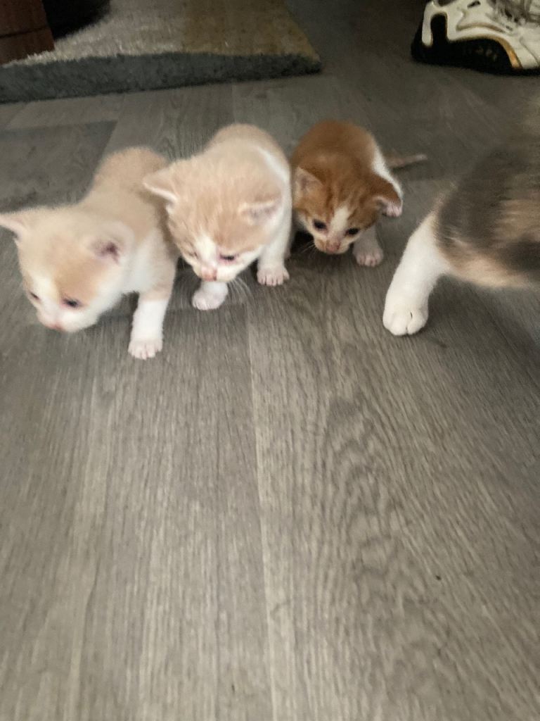 Kittens