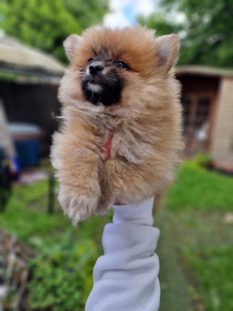 Beautiful Fluffy Pomeranian Puppies