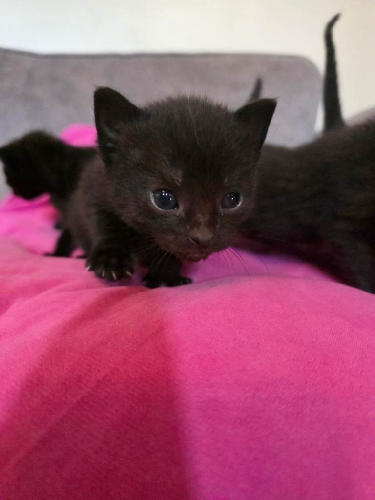 Kittens for sale 