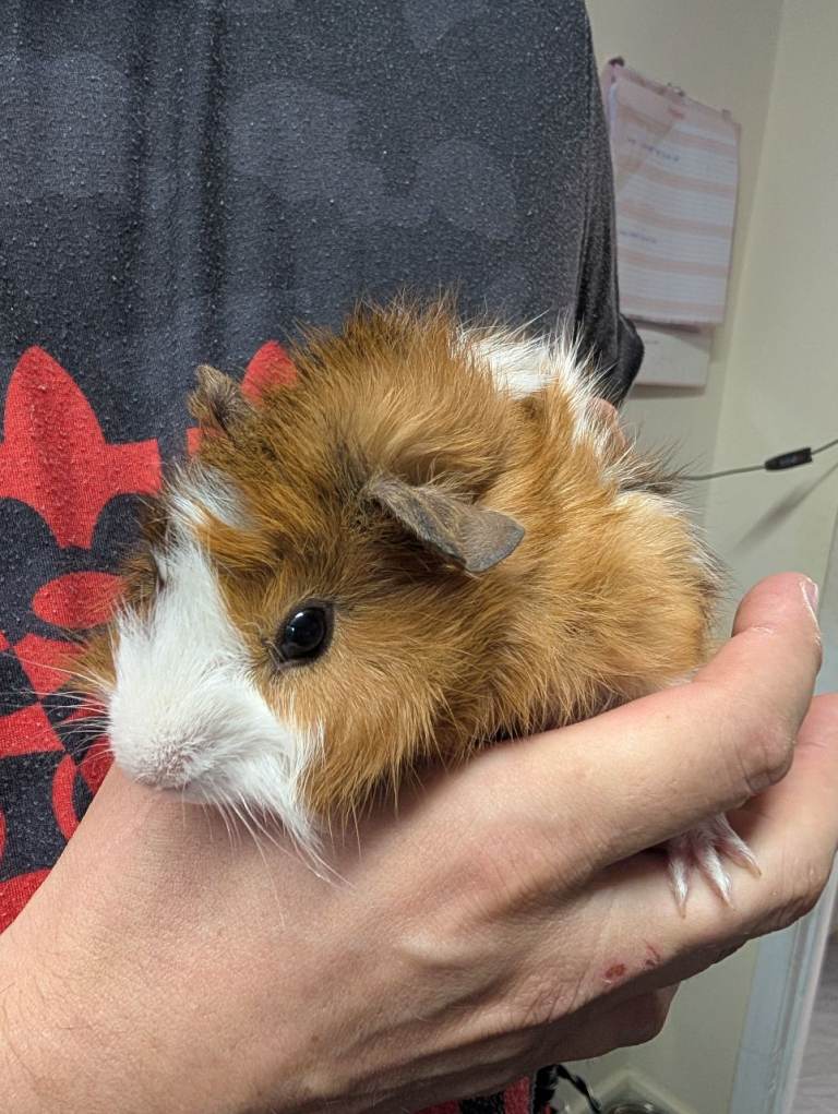 Baby boy and girl guinea pigs.