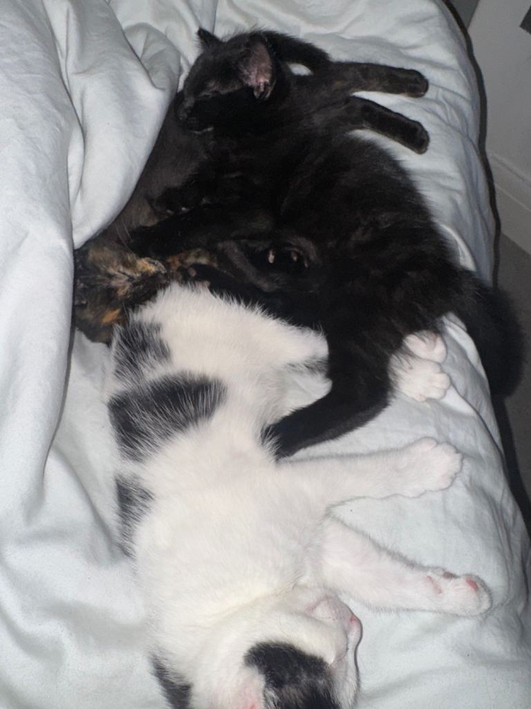 Kitten Ready to Go ASAP | £100 each