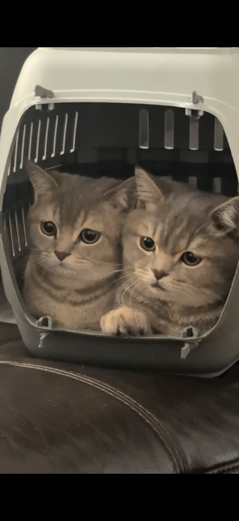6 Months old Scottish Straight Brothers looking for Loving homes