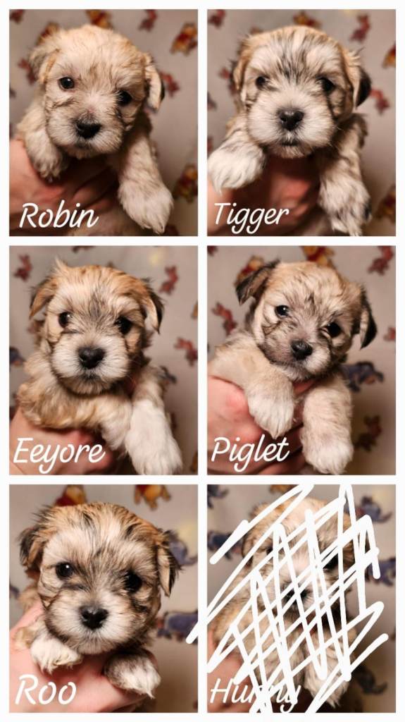Pedigree Maltese × Maltese Yorkie puppies
