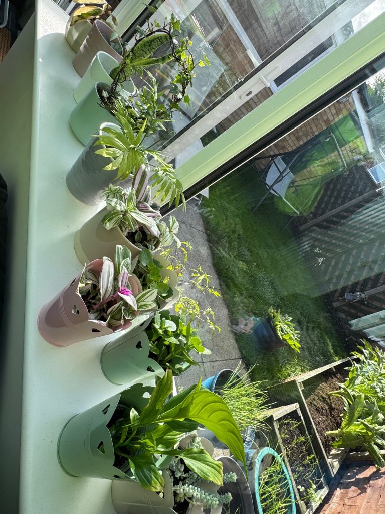 Lots of house plants for sale in pot £5-10each