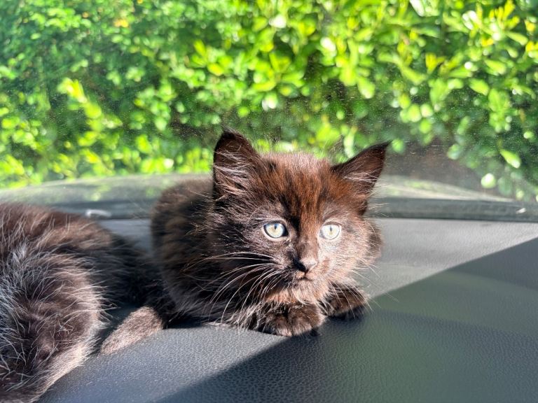 4 male Kittens
