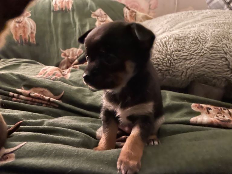 Chihuahua puppies 1 little boy left
