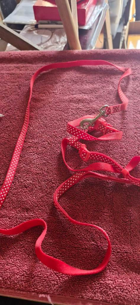 Cat dog harness 
