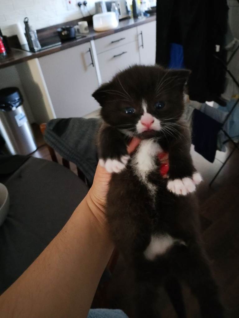 Bsh kittens x