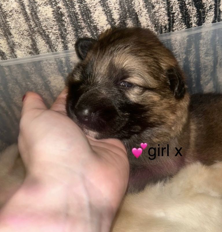 German shepherd puppy’s for sale, 1500