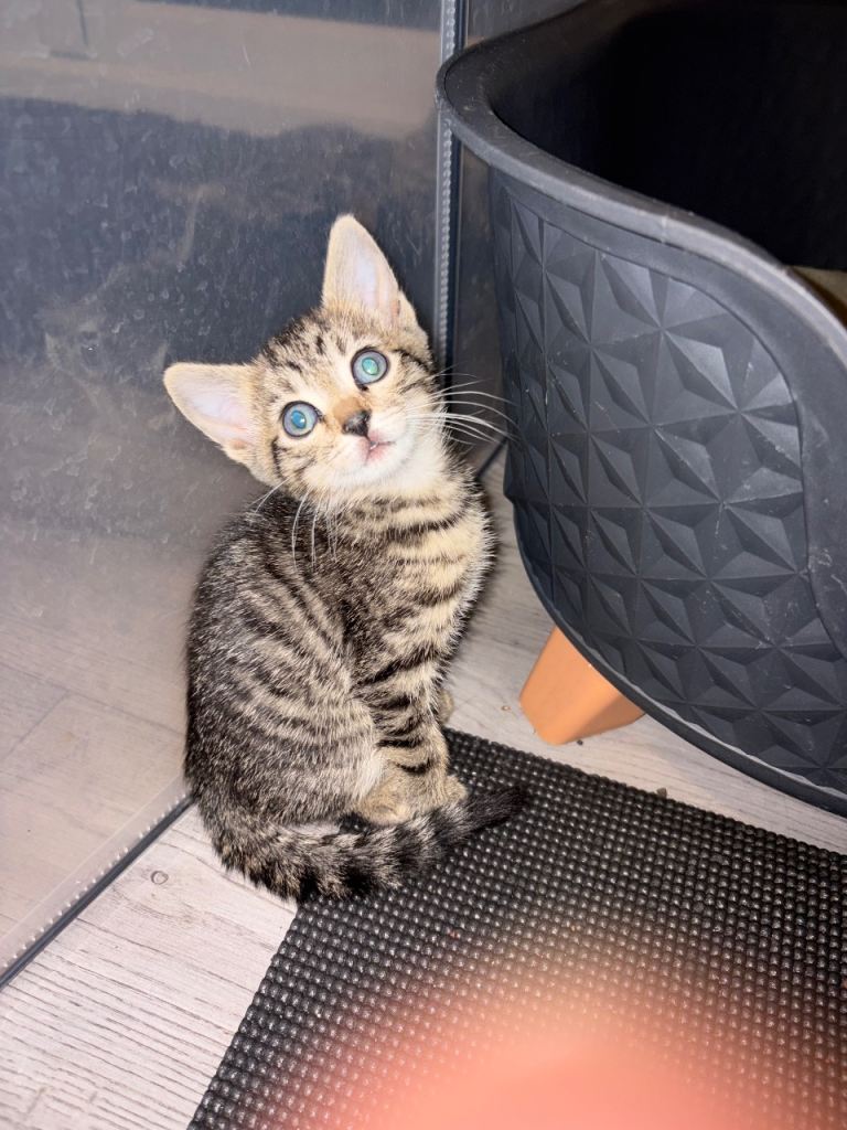 Bengal cross kittens