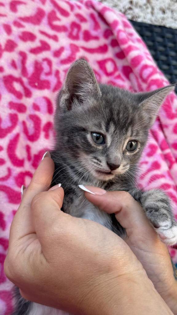 Kittens ready to leave