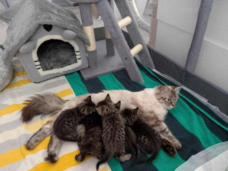 BEAUTIFUL SIBERIAN KITTENS LOOKING FOR THEIR FOREVER HOMES