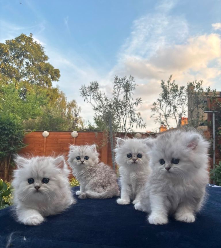 ✨Stunning Silver Shaded Siberian Kittens✨