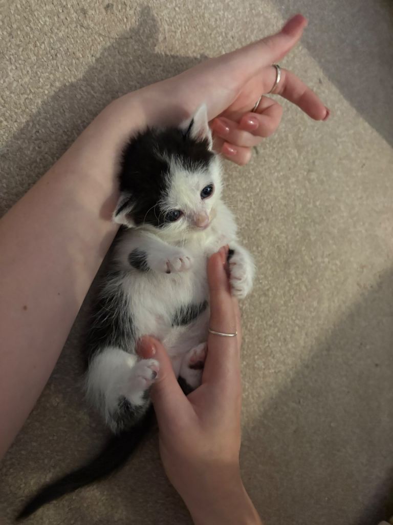 Kittens for sale 1 females left 