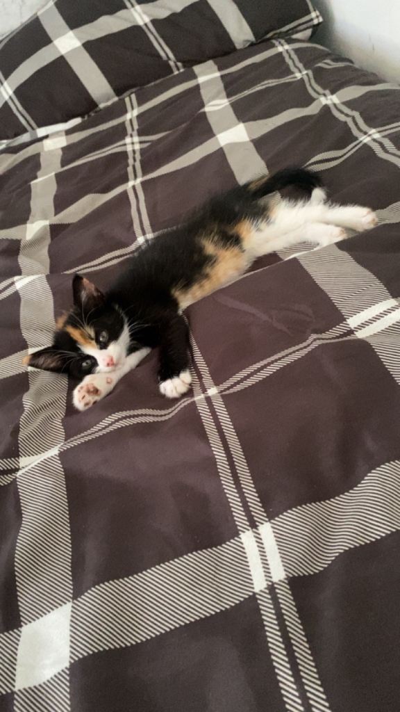 Female kitten £50