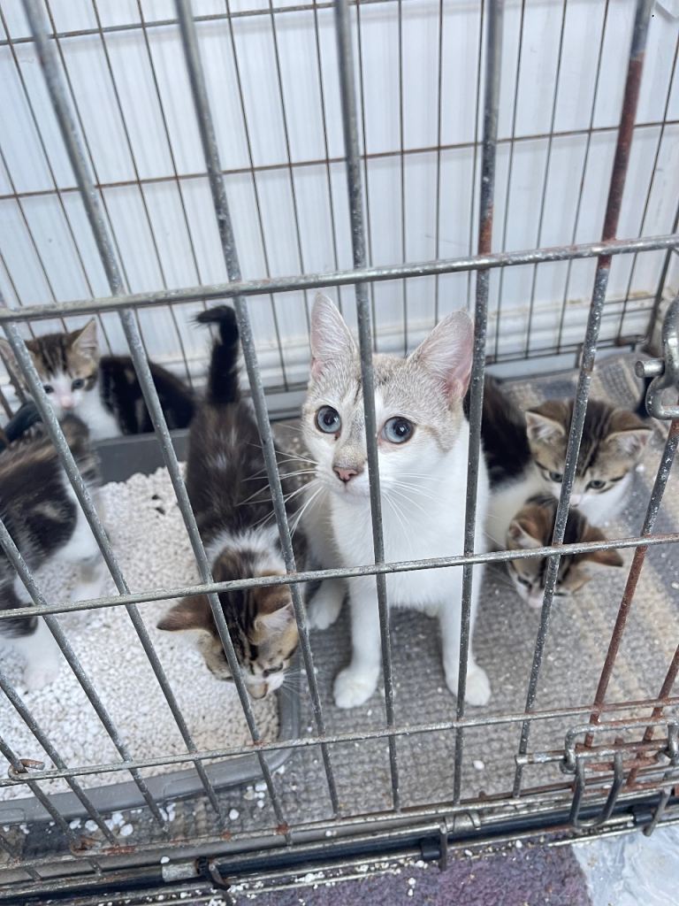 Adorable half bengal x tabby kittens 